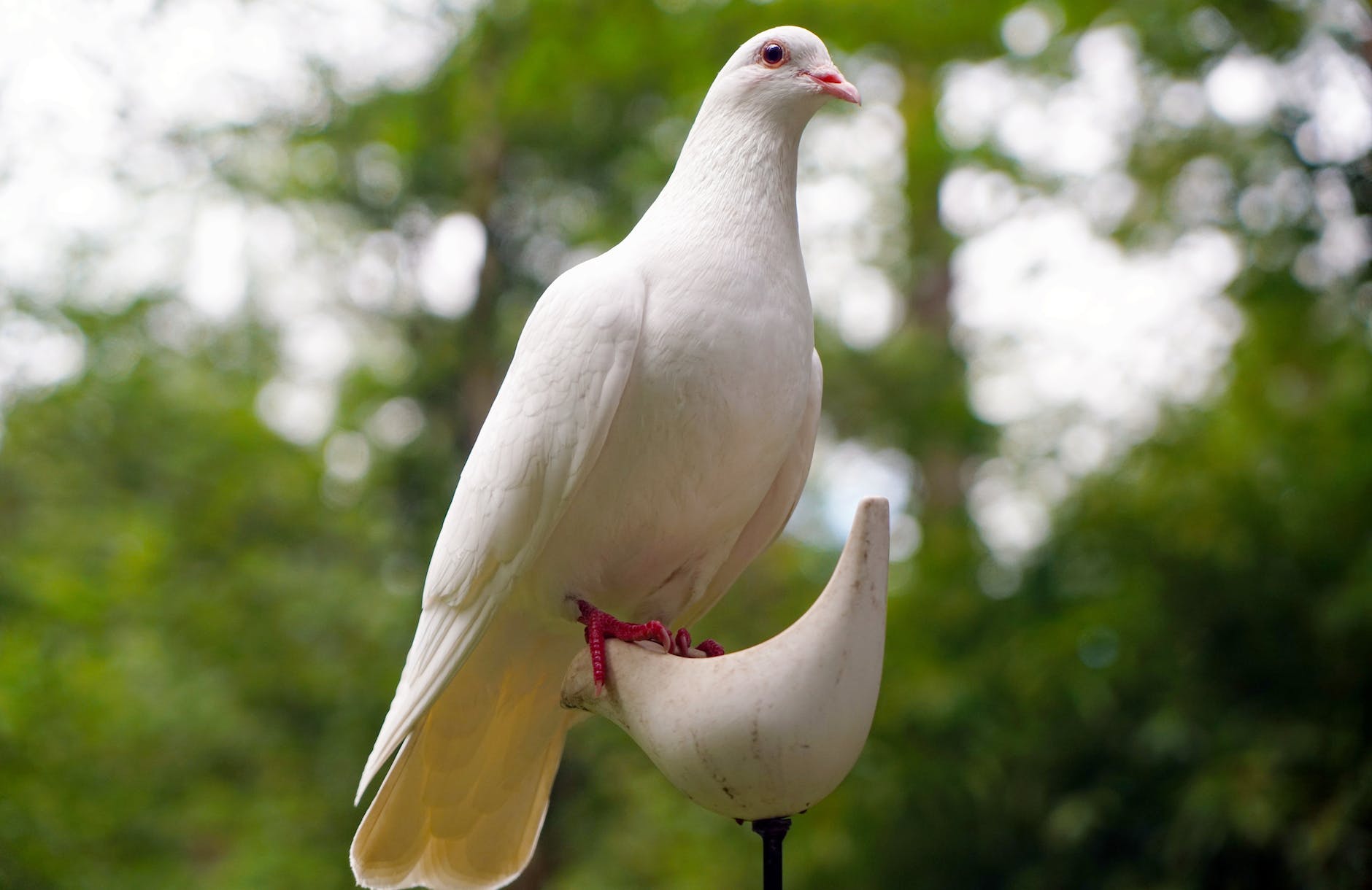 njiwa - dove