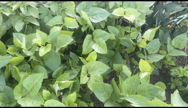 kunde - cowpea