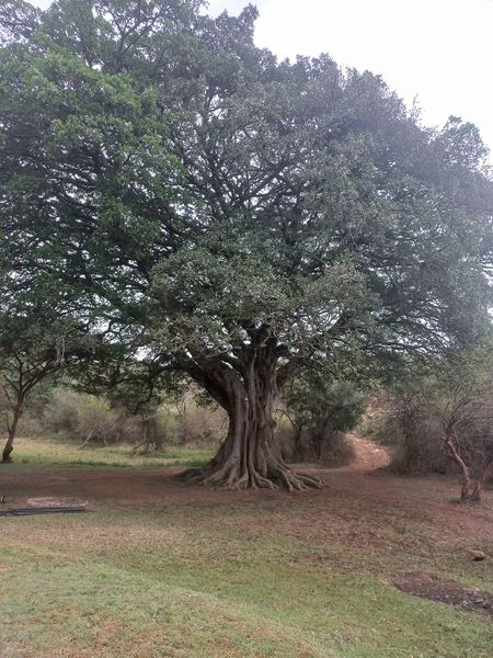 Mugumo tree in English
