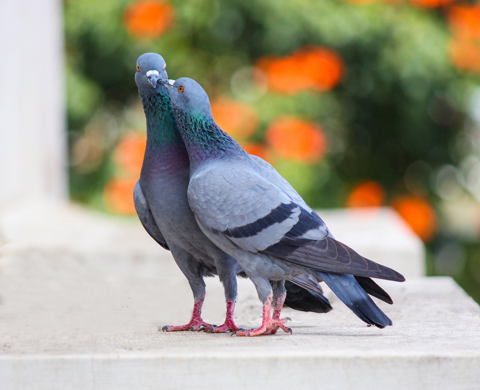 njiwa - pigeon