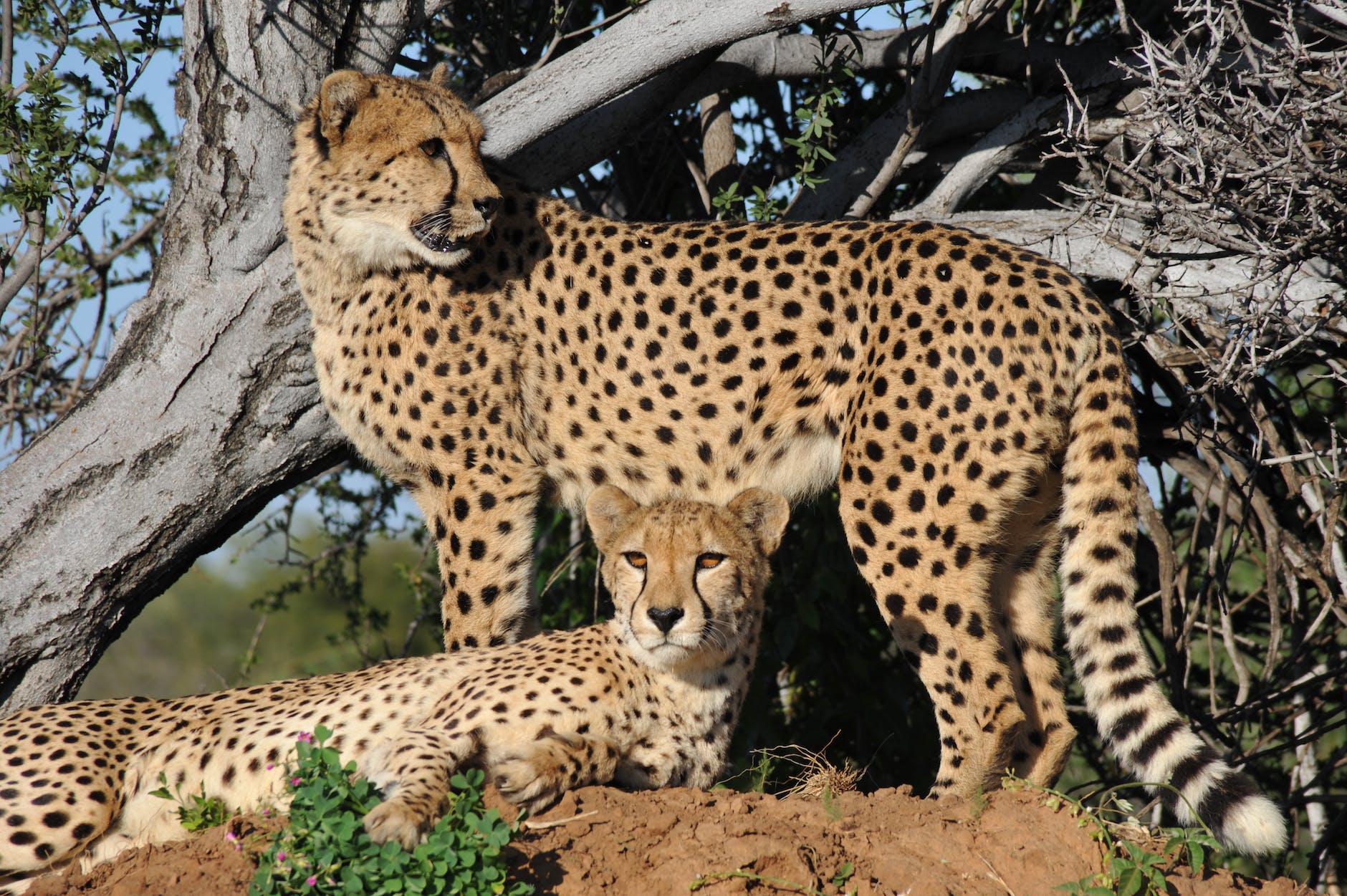 Cheetah in Swahili