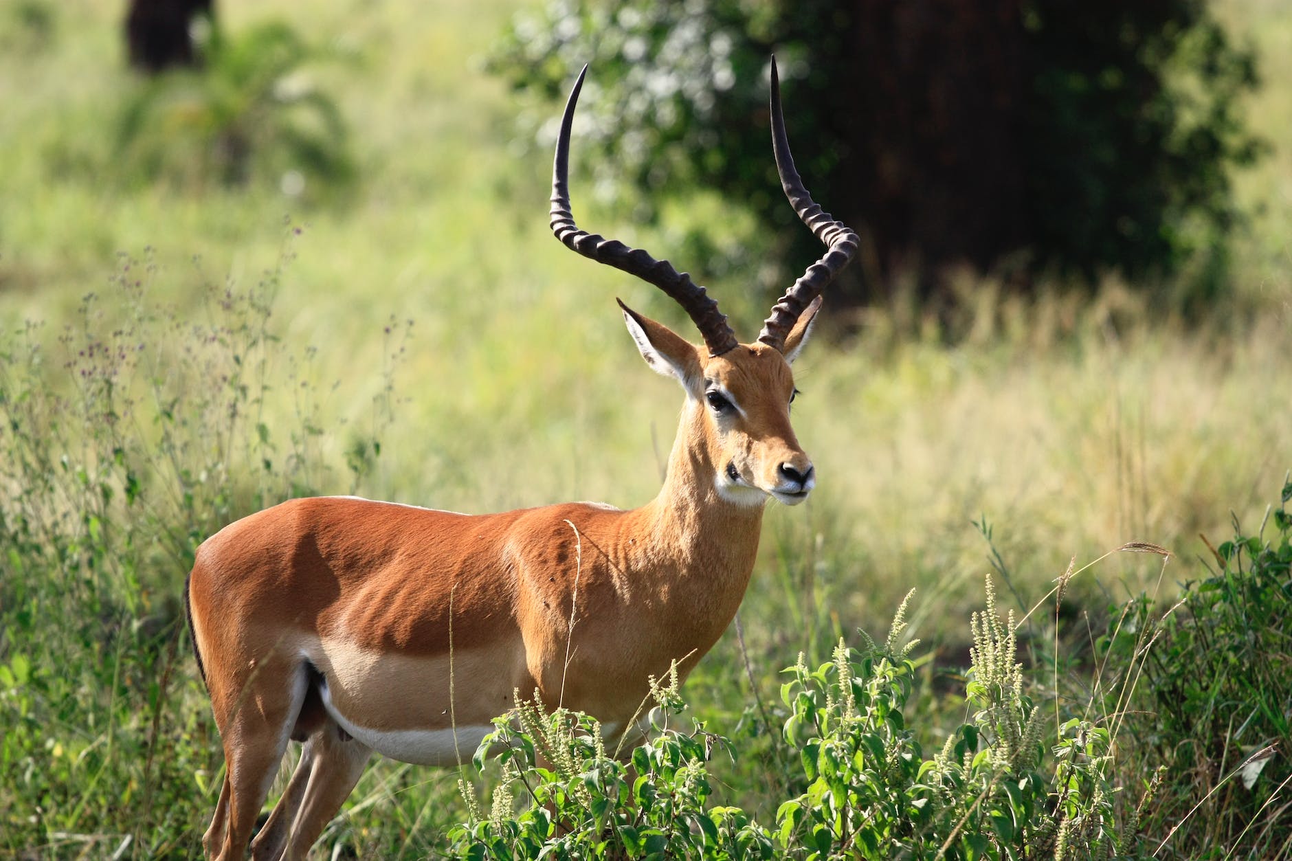 swala mnyama