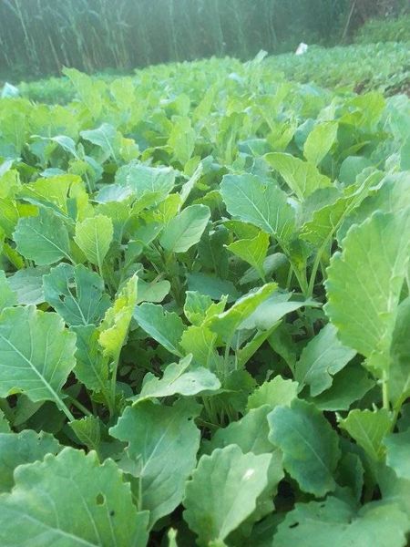 Sukuma wiki in English
