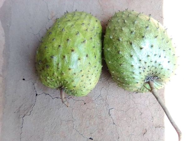 Tomoko fruit in English
