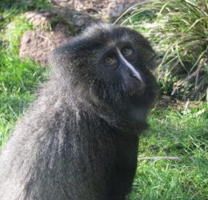 kima, Colobus Monkey