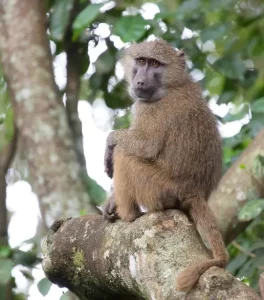 baboon- nyani
