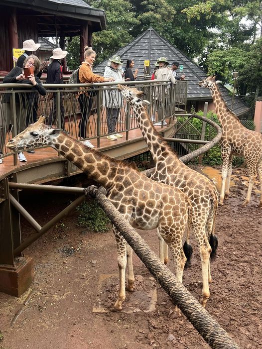 Giraffe Centre Photos