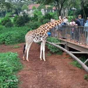 Giraffe Centre Photos