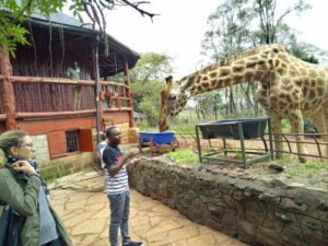 Giraffe Centre Photos