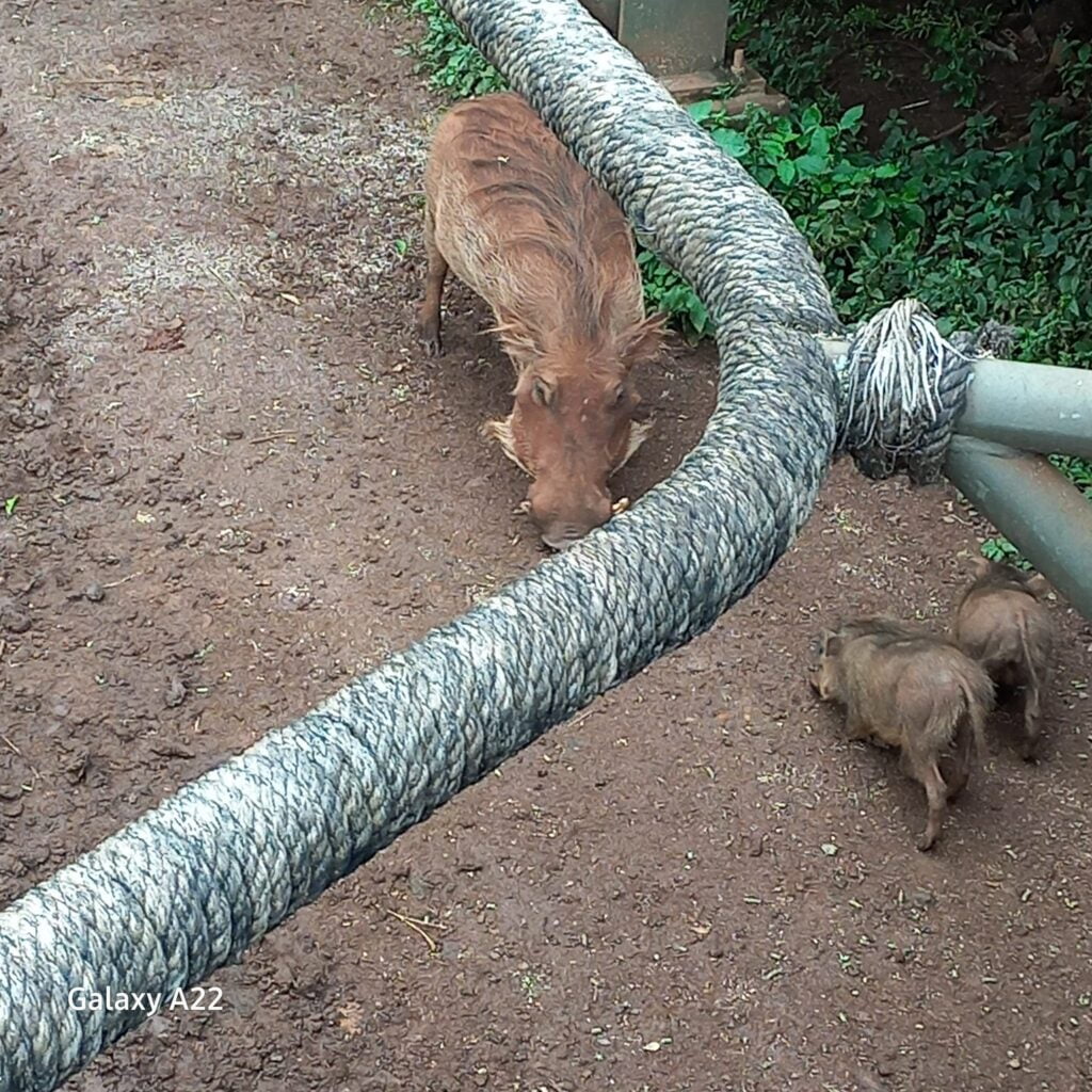 Giraffe Centre Photos