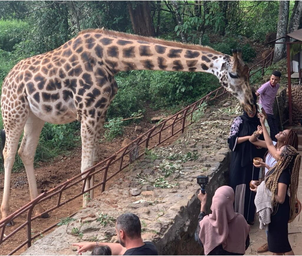 Giraffe Centre Photos