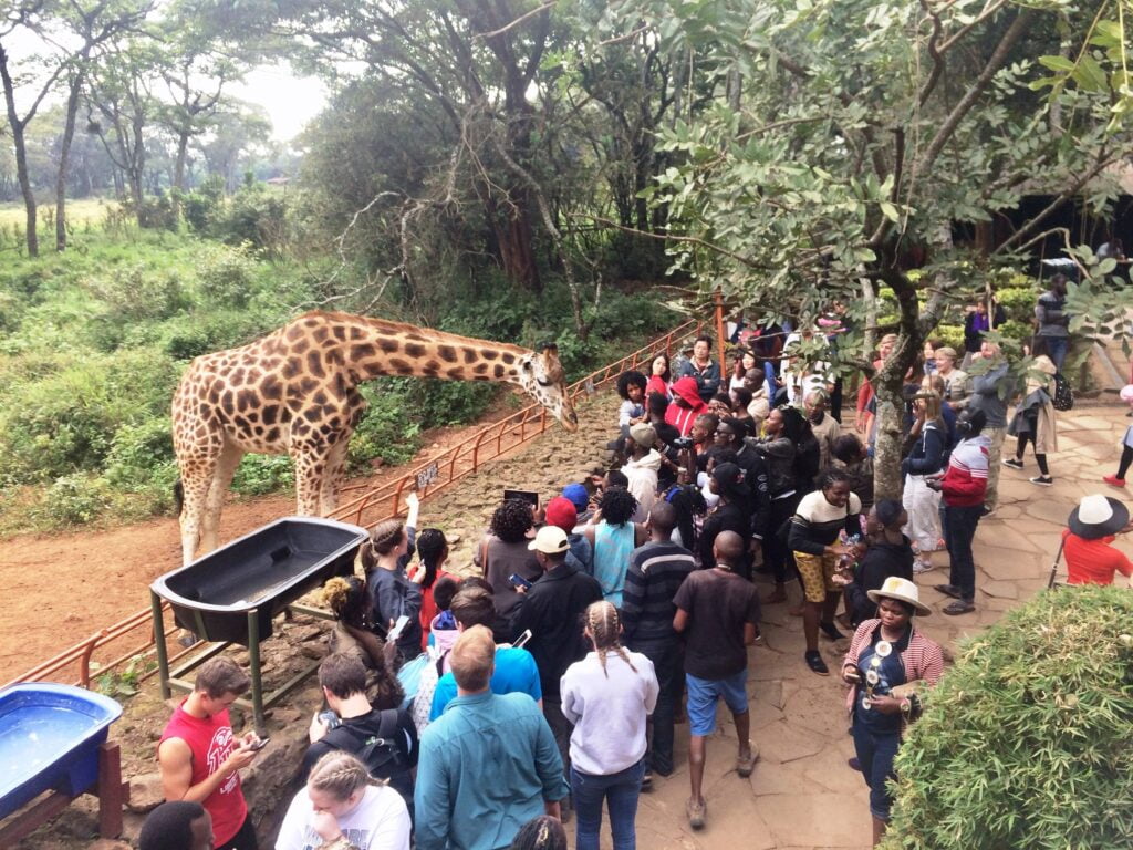 Giraffe Centre Photos