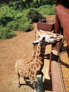 Giraffe Centre Photos
