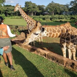 Giraffe Centre Photos