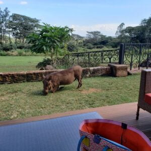 Giraffe Centre Photos