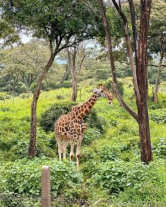 Giraffe Centre Photos