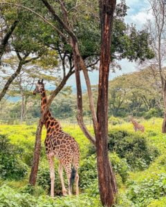 Giraffe Centre Photos