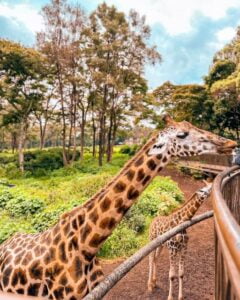 Giraffe Centre Photos