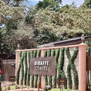 Giraffe Centre Photos