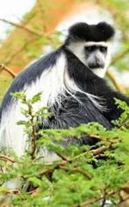 Mbega, Colobus Monkey