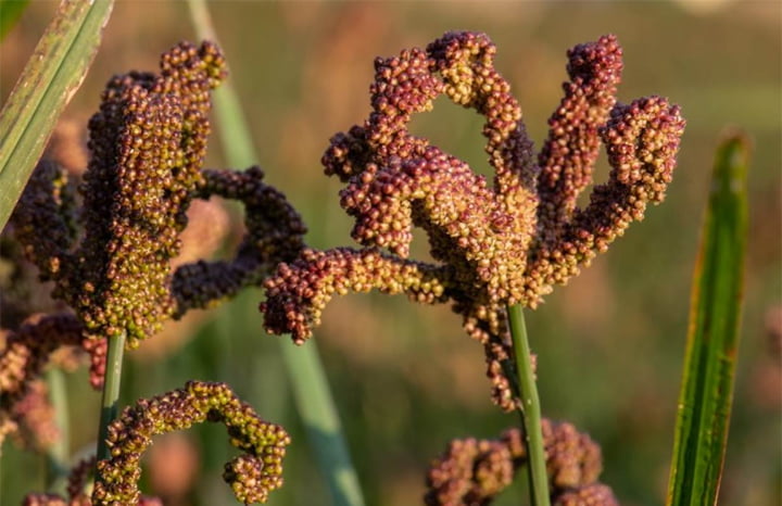 millet-plant- wimbi