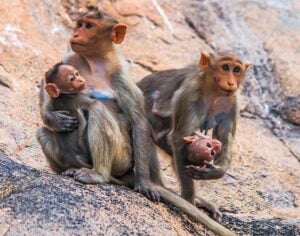 ndegere - small monkey