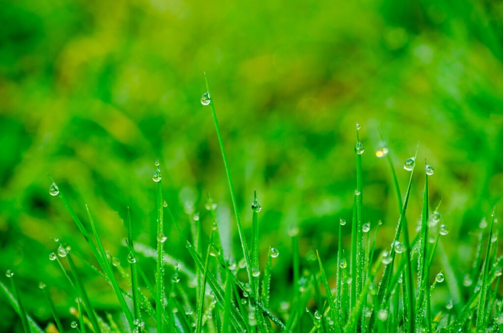 green in Swahili
