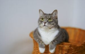 Paka - Cat in Swahili