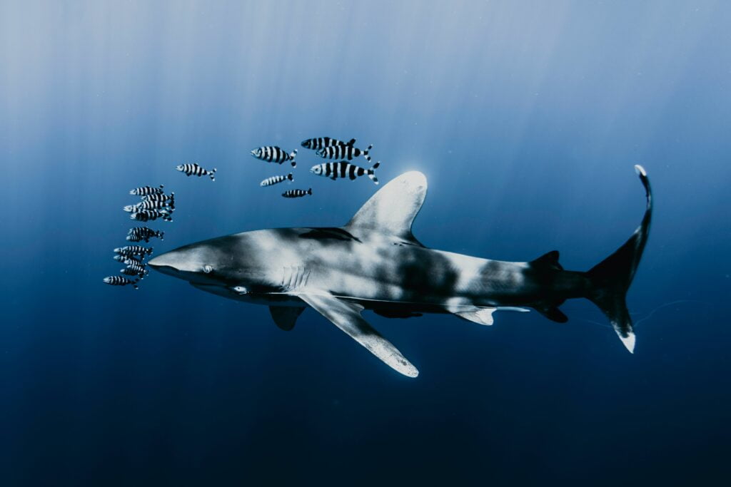 Shark in Swahili