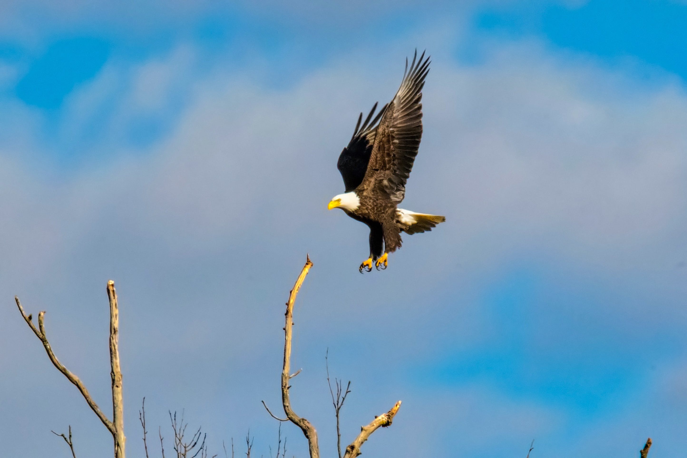 Eagle, tai