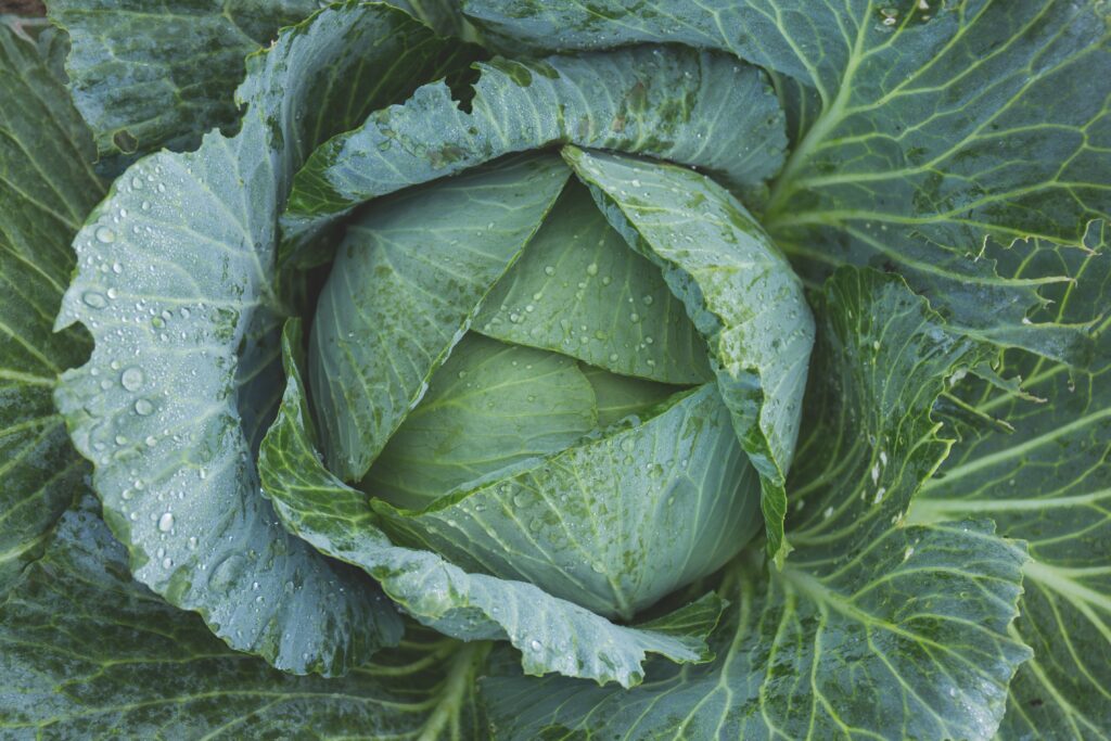 cabbage in Swahili