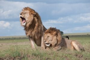 Lion, Simba in Swahili