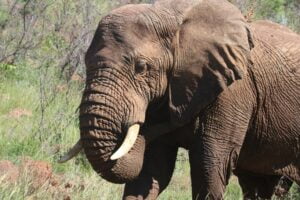 Tembo au ndovu: Elephant in Swahili