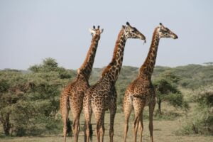 twiga, Giraffe in Swahili