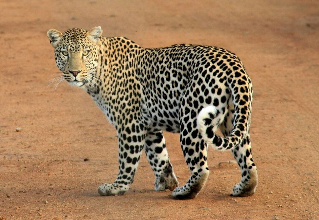 Leopard in swahili
