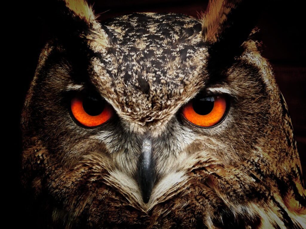 Owl in Swahili
