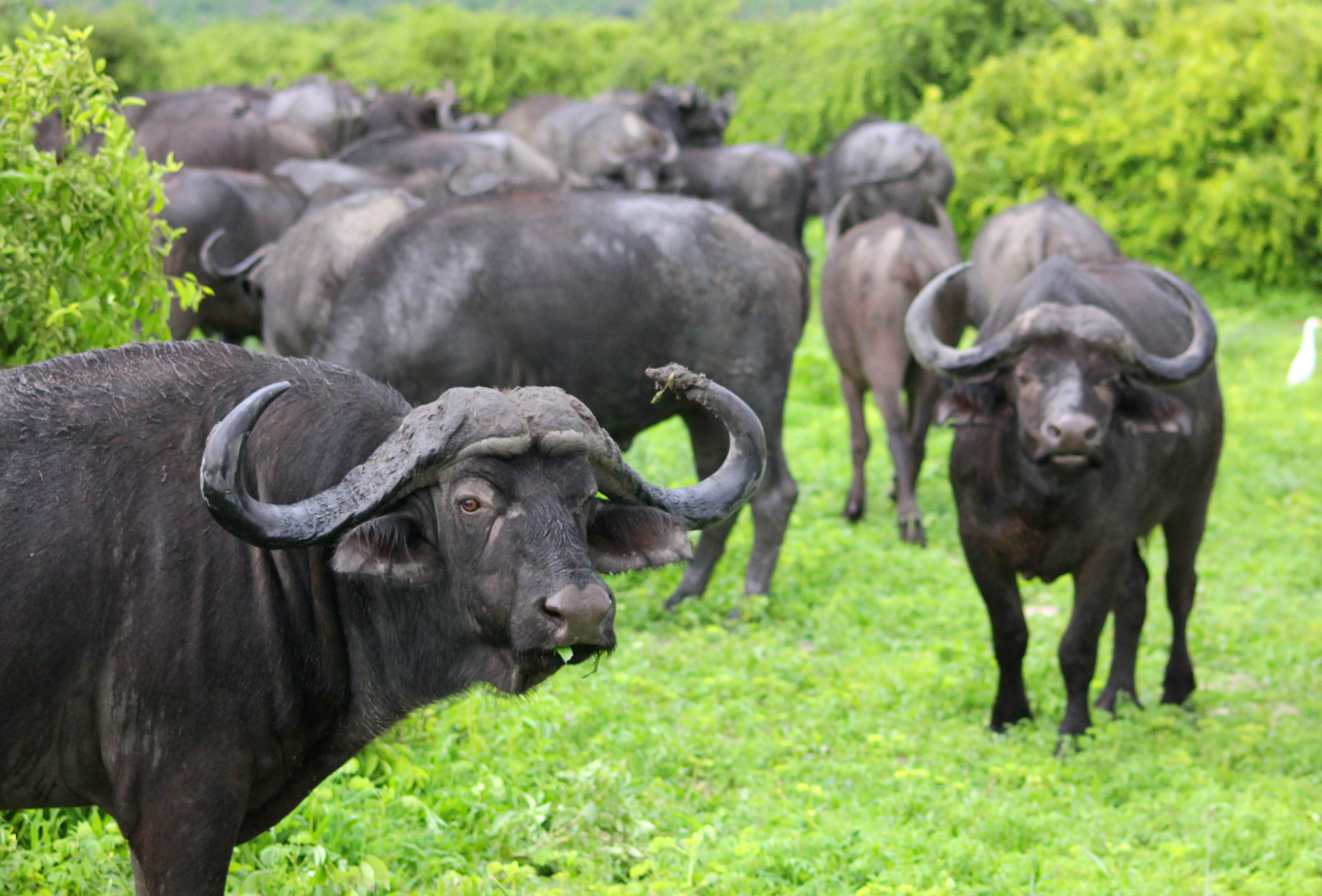 Buffalo in Swahili