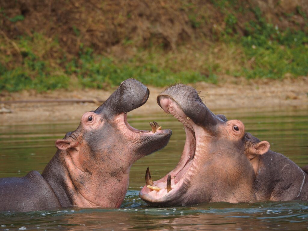 Kiboko - hippopotamus in Swahili