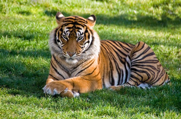 Simbamarara- tiger
