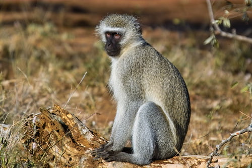 tumbili, vervet monkey