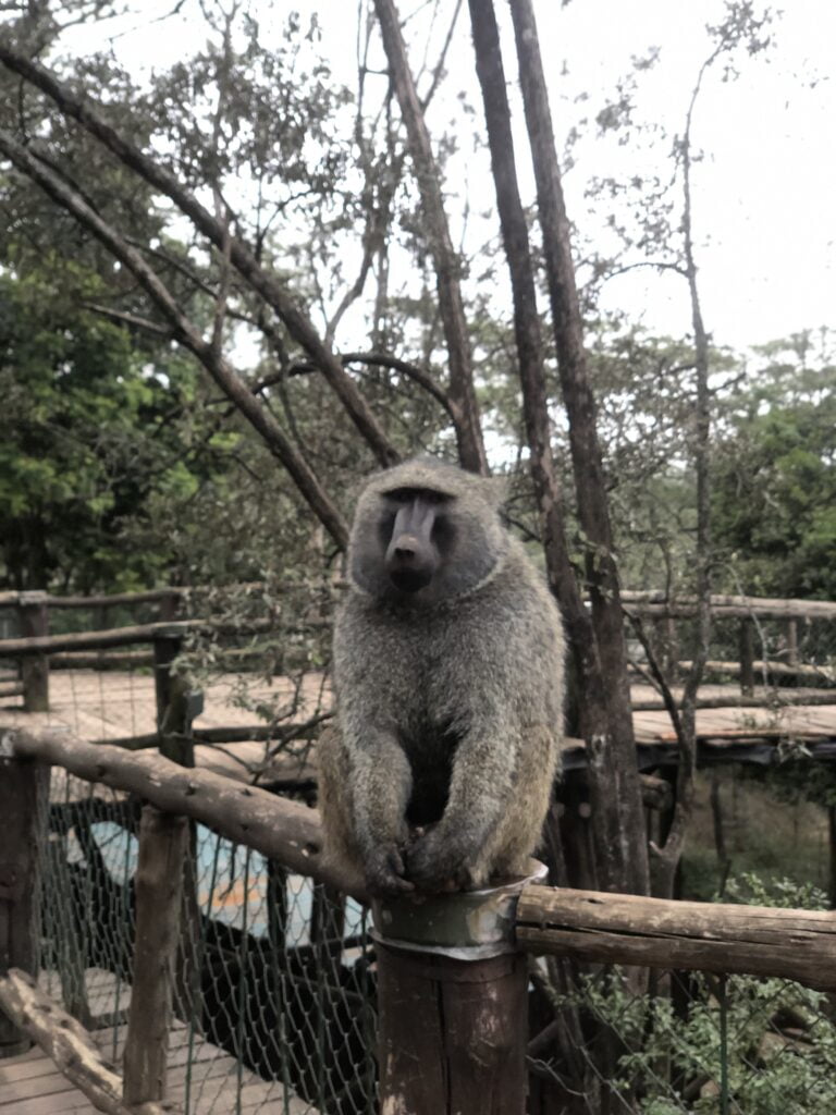 Nairobi Safari Walk Photos