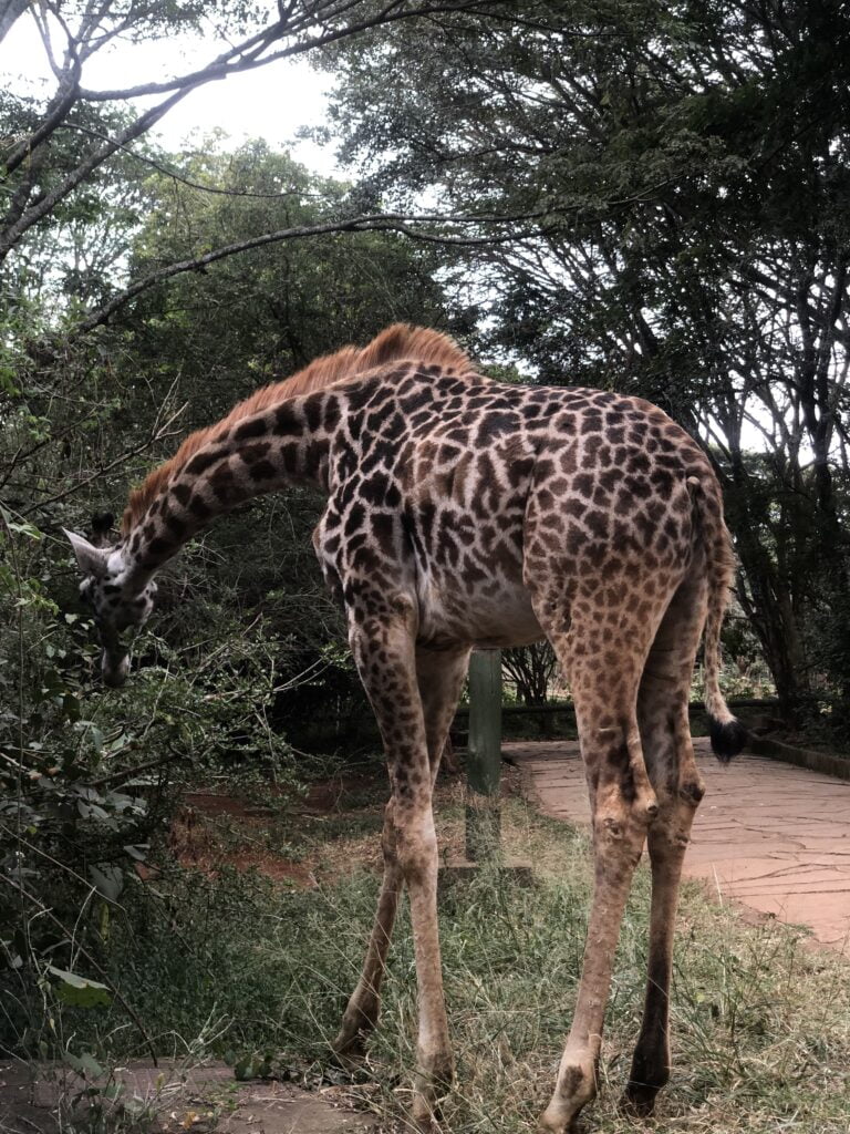 Nairobi Safari Walk Photos