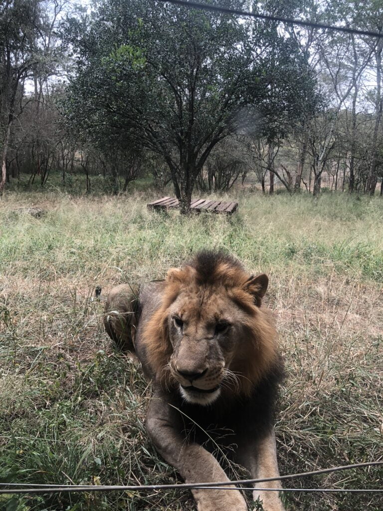 Nairobi Safari Walk Photos