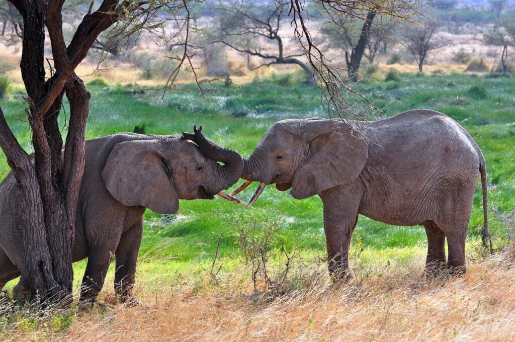 Nairobi Safari Walk Photos