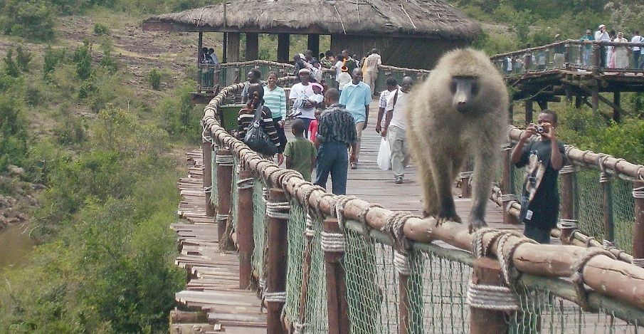 Nairobi Safari Walk Photos